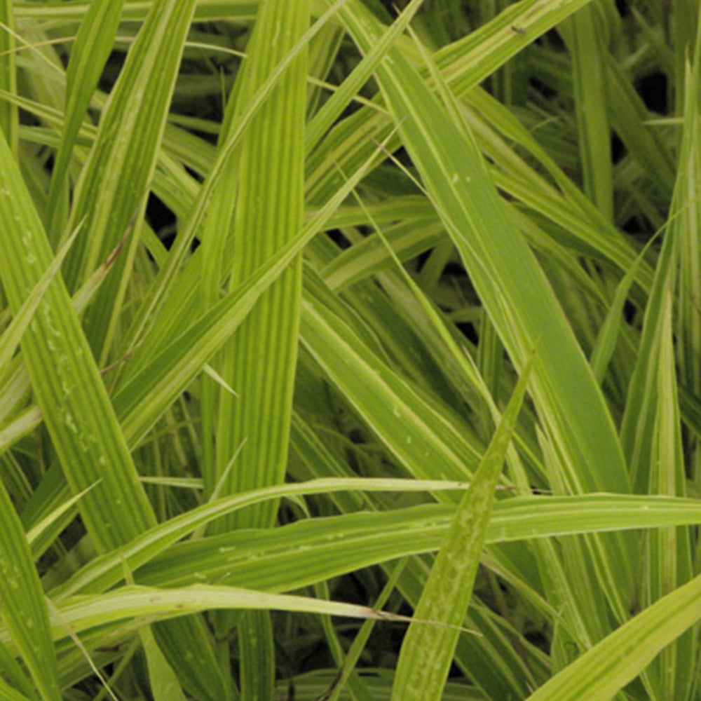 Japans berggras 'Albovariegata' - Hakonechloa macra albovariegata - Tuinplanten