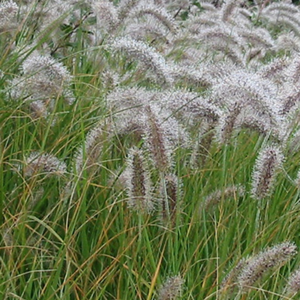Pennisetum alopecuroides (compressum) - Lampenpoetsersgras 'Compressum' - Pennisetum