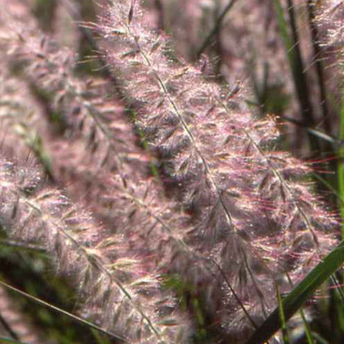 Pennisetum - Lampenpoetsersgras / Oosters fonteingras - Pennisetum orientale