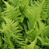 Mannetjesvaren - Dryopteris filix-mas - Vaste planten