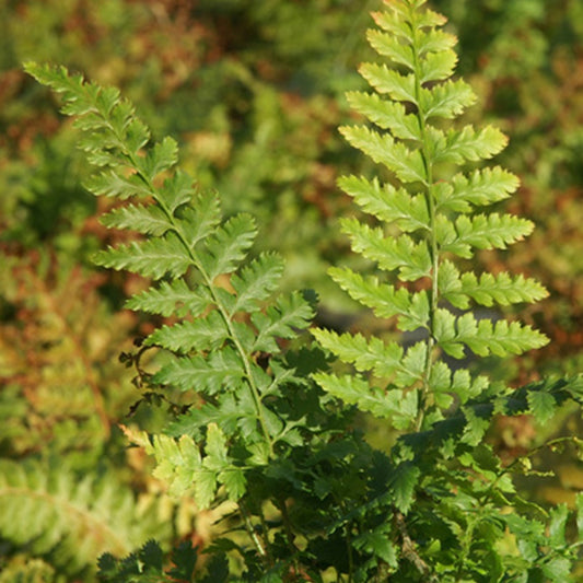 Zachte naaldvaren - Polystichum setiferum - Kamerplanten