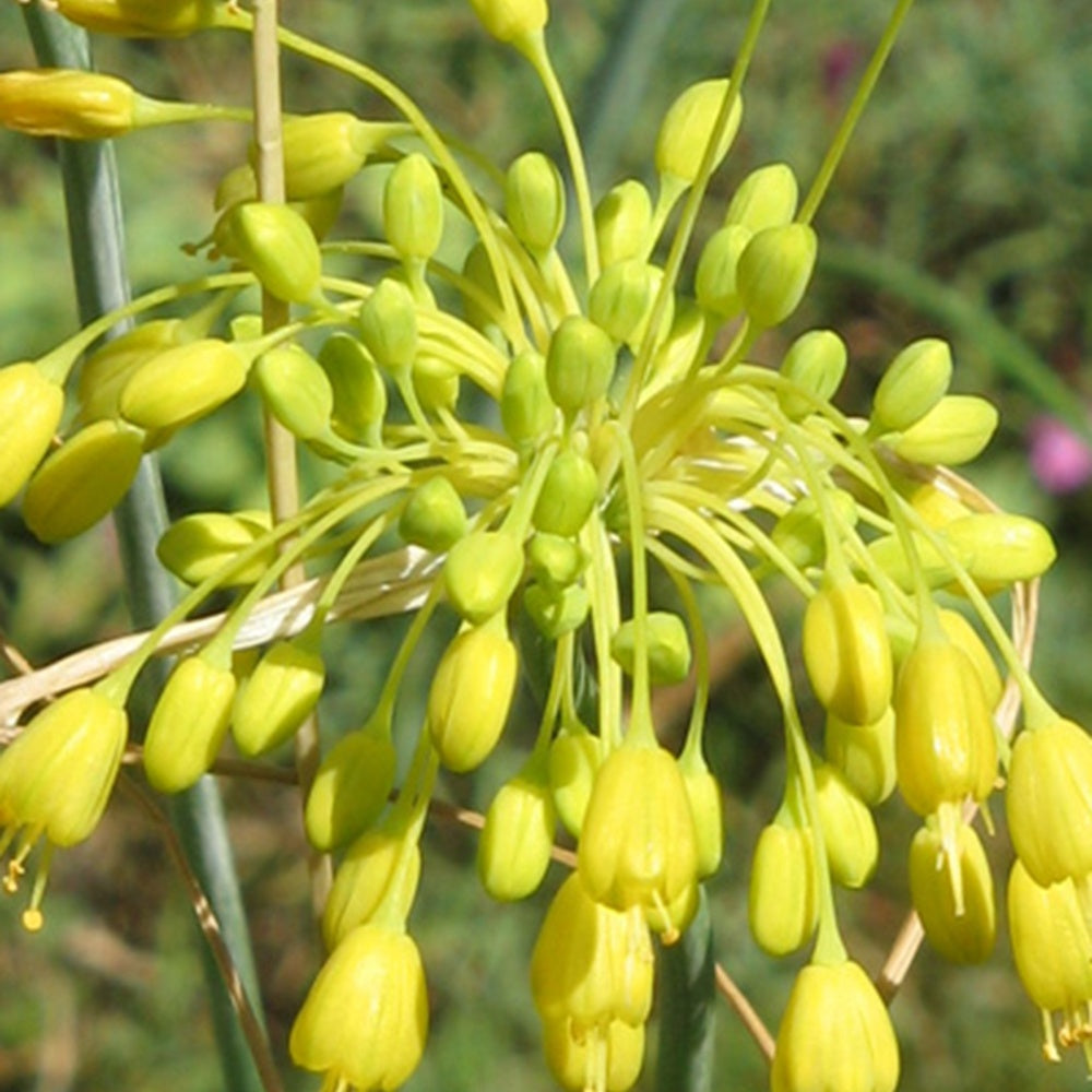 Gele look - Allium flavum - Tuinplanten