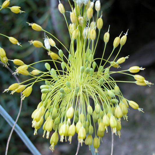 Gele look - Allium flavum - Heesters en vaste planten