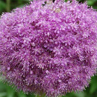 Grote sierui - Allium giganteum - Tuinplanten