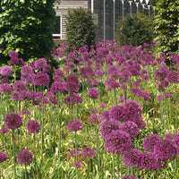 Grote sierui - Allium giganteum - Heesters en vaste planten