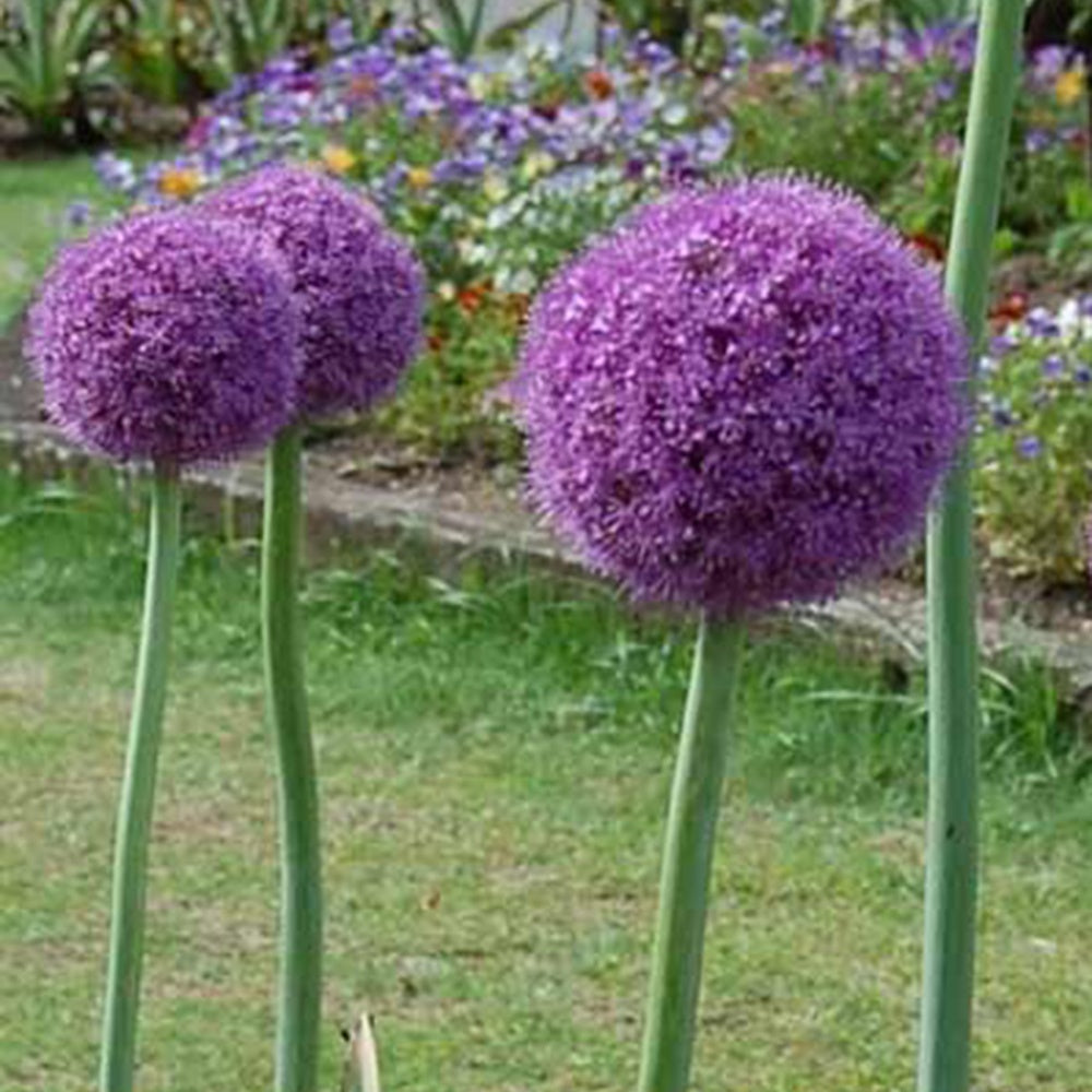 Allium giganteum - Reuzenlook