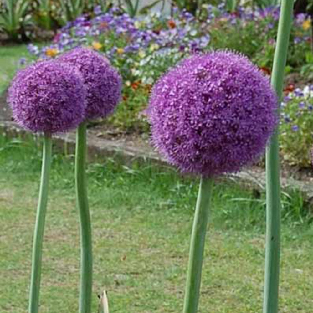 Grote sierui - Allium giganteum - Vaste planten