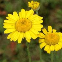 Gele kamille - Anthemis tinctoria kelwayi - Tuinplanten