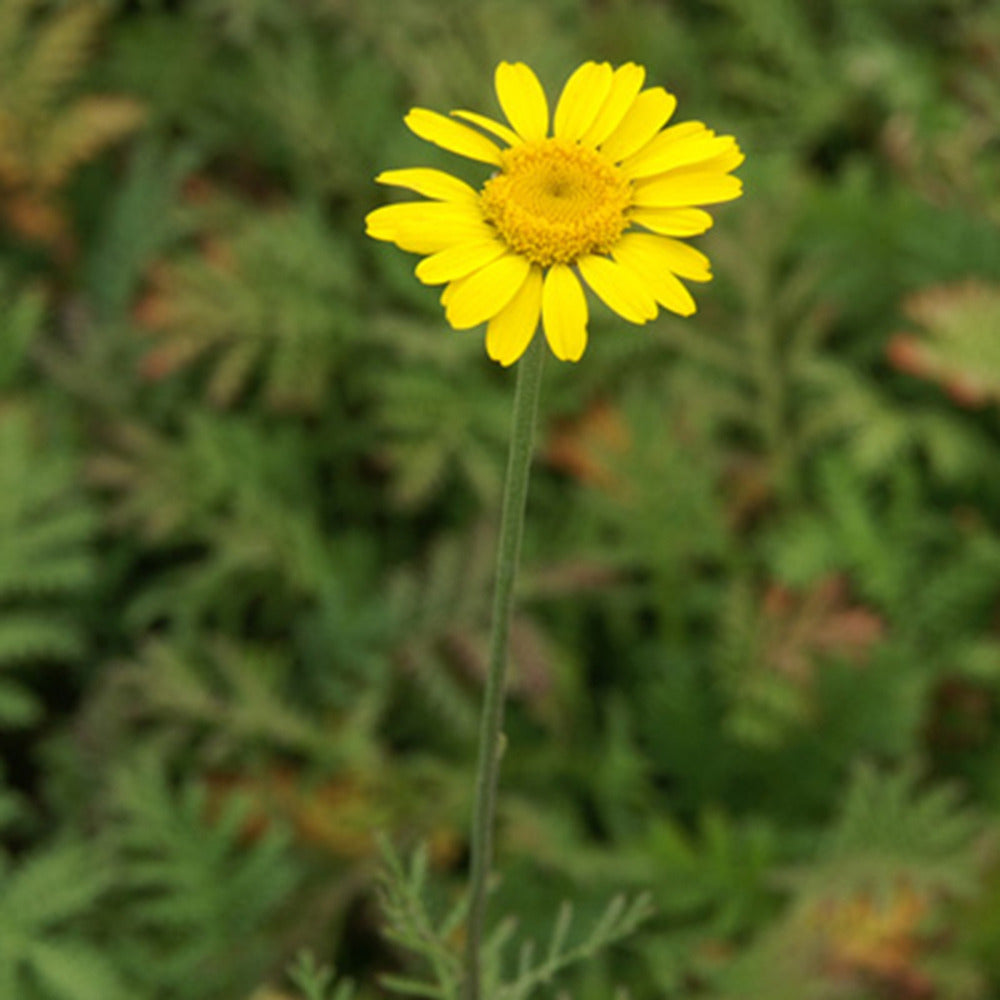 Anthemis tinctoria kelwayi - Gele kamille - Vaste planten