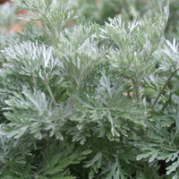 Alsem 'Powis Castle' - Artemisia powis castle - Vaste planten