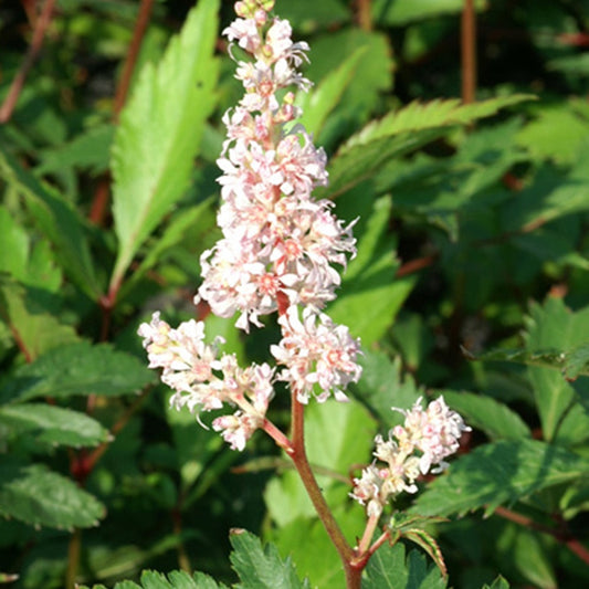 Pluimspirea 'Peach Blossom' - Bakker