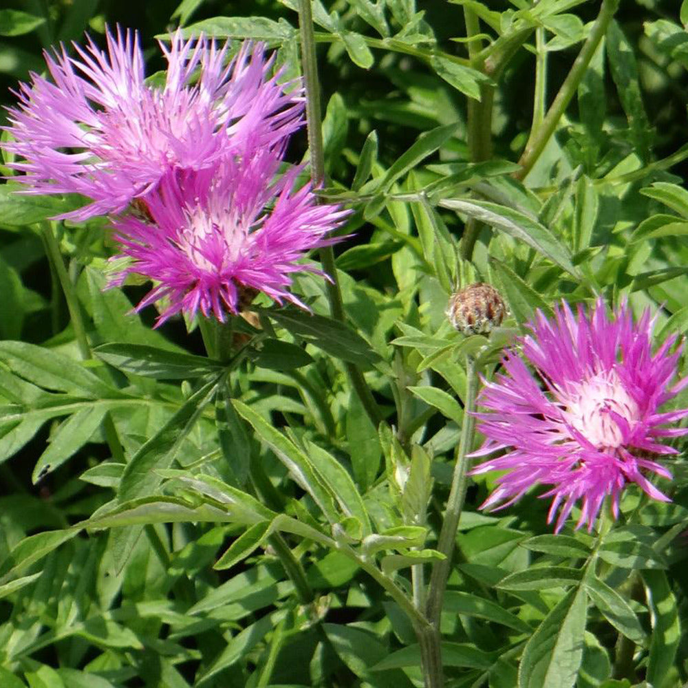 Roze korenbloem - Bakker