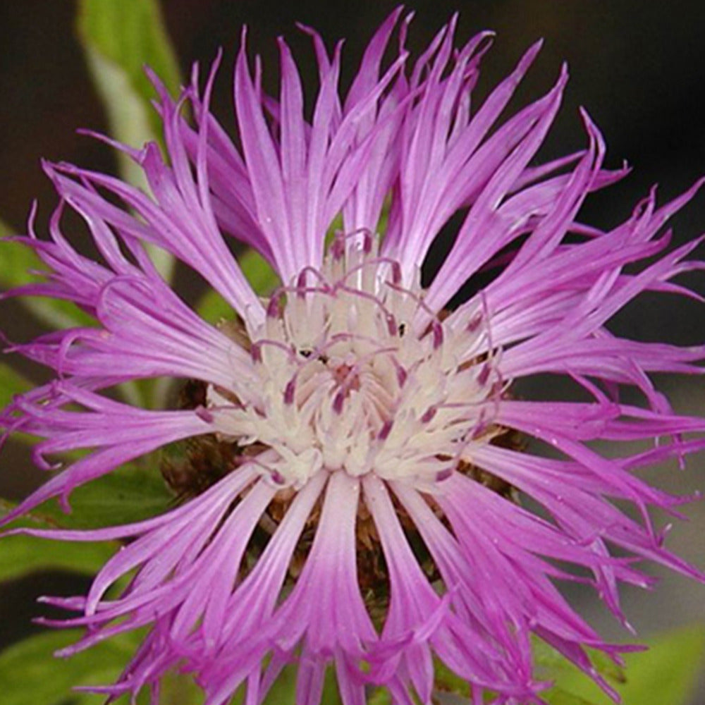 Roze korenbloem - Centaurea dealbata - Vaste planten