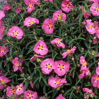 Roze cistusroos - Cistus purpureus - Tuinplanten