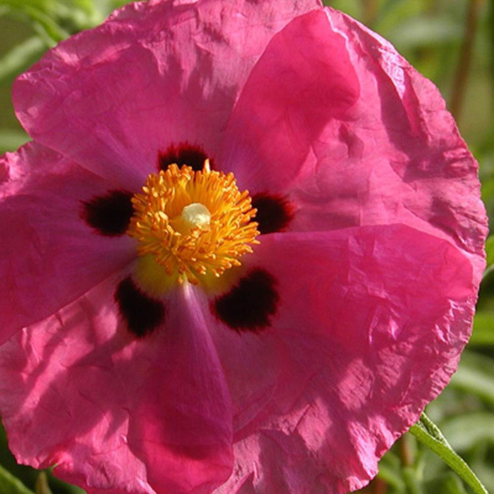 Cistus purpureus - Roze cistusroos - Cistus