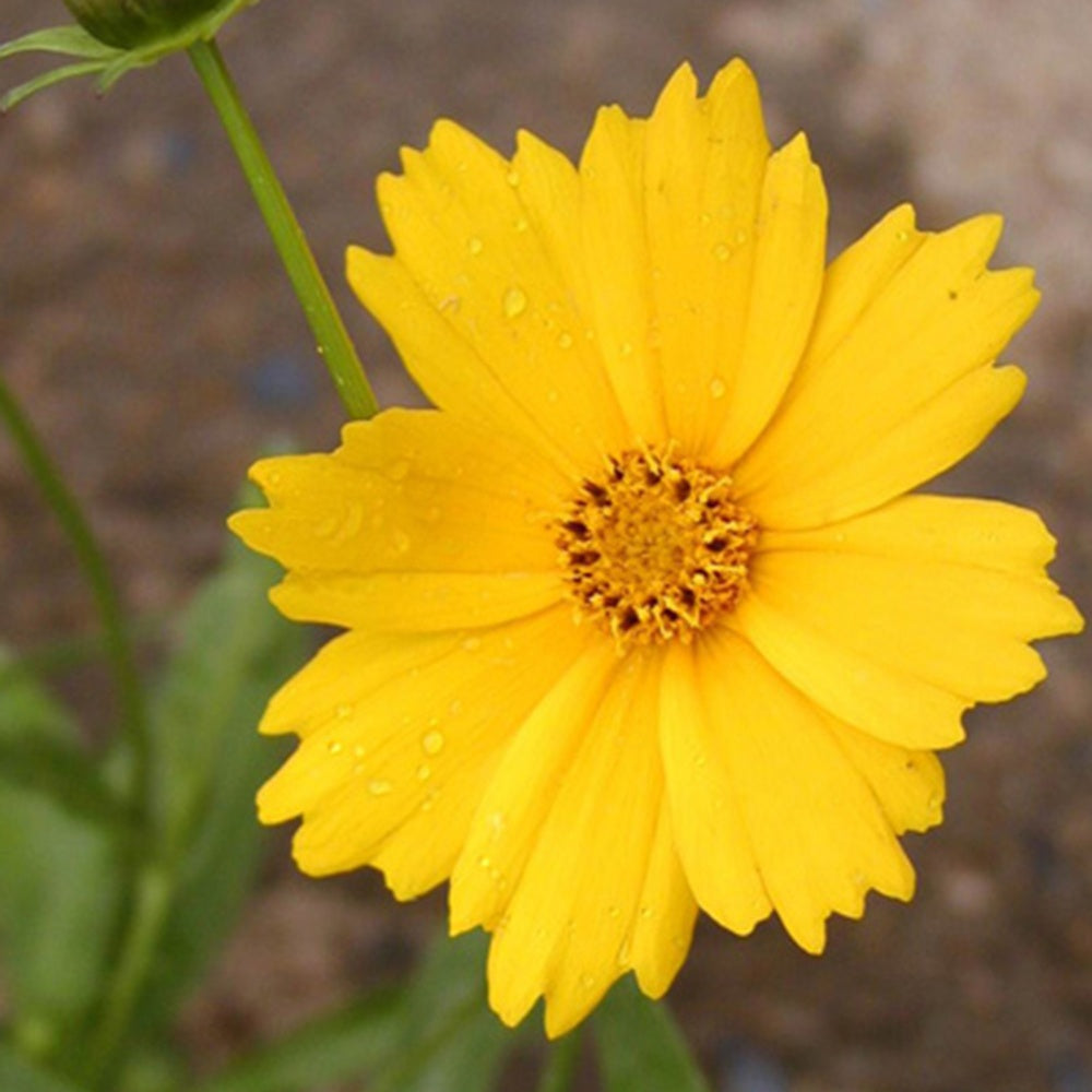 Grootbloemige meisjesogen 'Etoile d'Or' - Coreopsis grandiflora etoile dor - Bakker