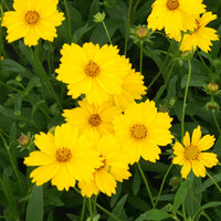 Grootbloemige meisjesogen 'Etoile d'Or' - Coreopsis grandiflora etoile dor - Heesters en vaste planten