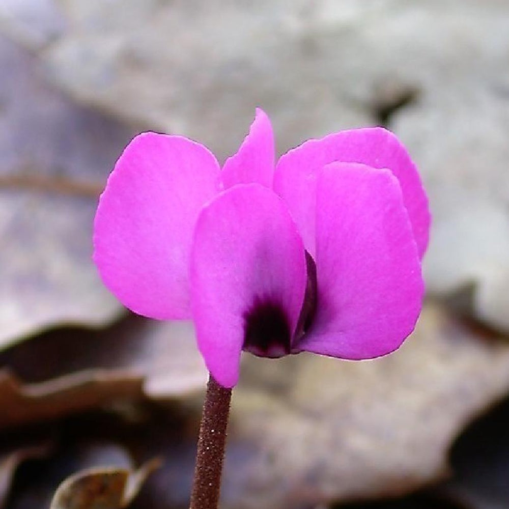 Alpenviooltje - Cyclamen coum - Tuinplanten