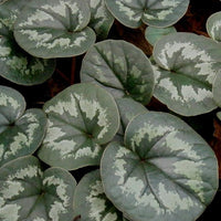 Alpenviooltje - Cyclamen coum - Heesters en vaste planten