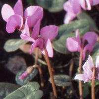 Alpenviooltje - Cyclamen coum - Vaste planten