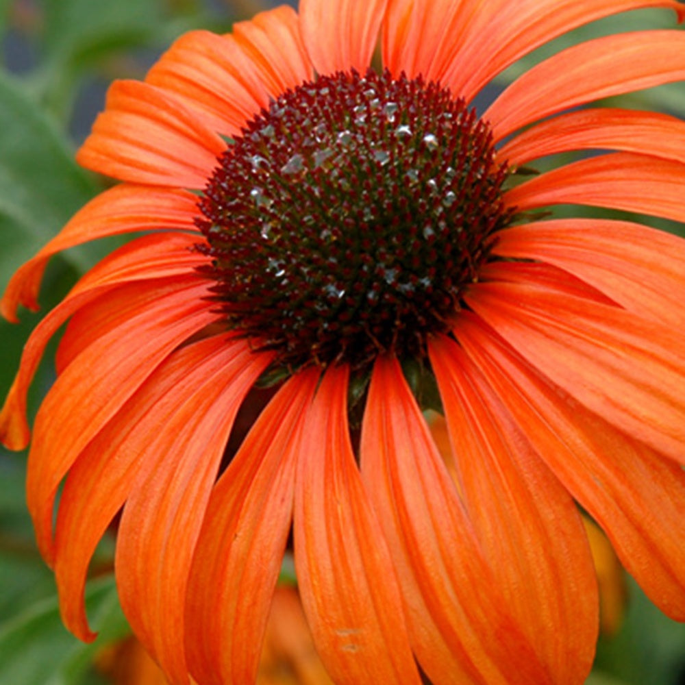 Zonnehoed 'Tangerine Dream'® - Echinacea purpurea tangerine dream ® - Tuinplanten