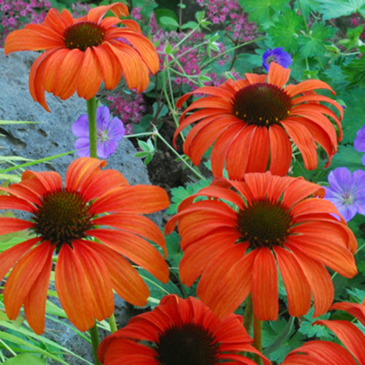 Zonnehoed 'Tangerine Dream'® - Bakker