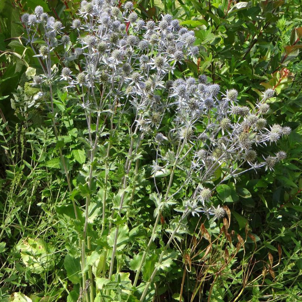 Verkoop Blauwe distel