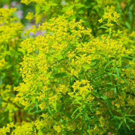 Amandelwolfsmelk - Euphorbia ceratocarpa - Tuinplanten