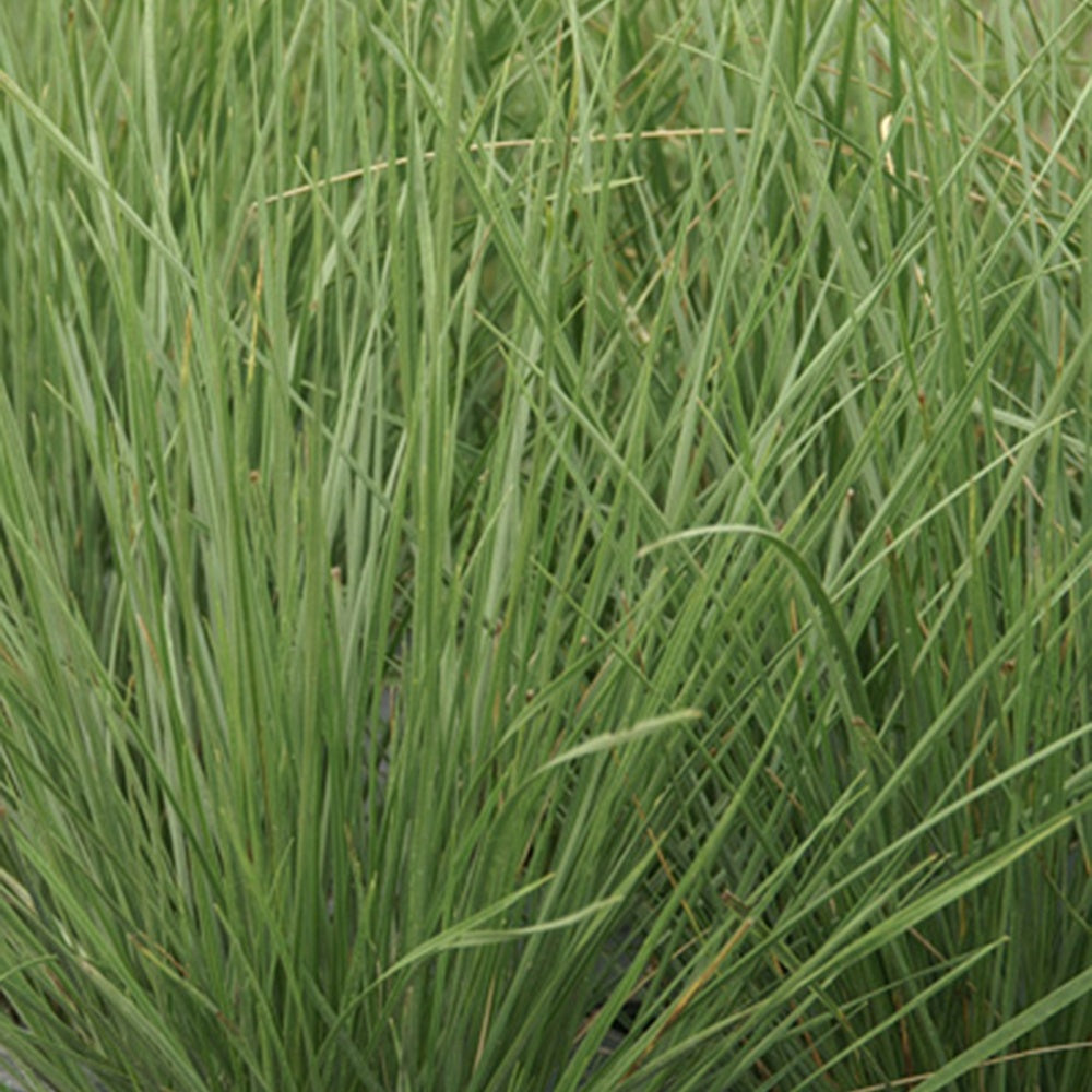 grijsgroen zwenkgras - Festuca mairei - Bakker
