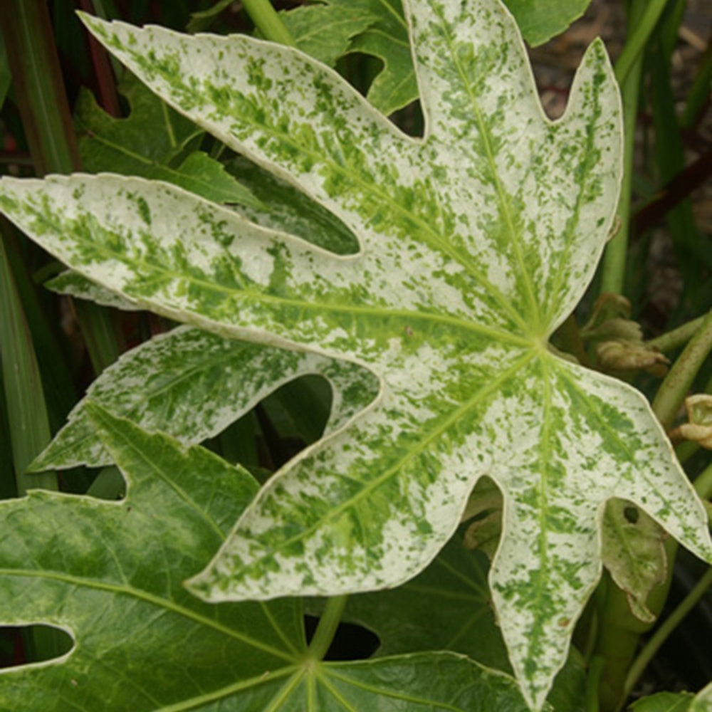 Balkon- en terrasplanten - Vingerplant 'Spider Web' - Fatsia japonica Spider Web