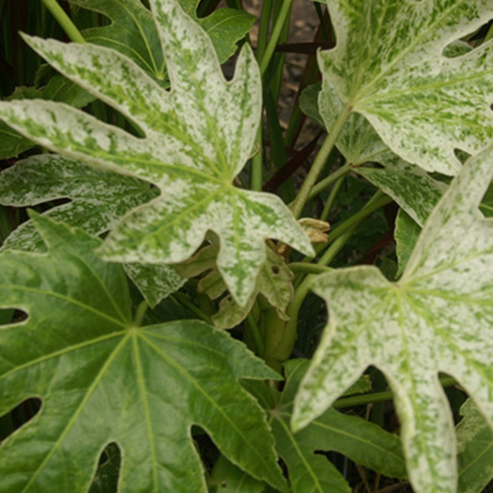 Fatsia japonica Spider Web - Vingerplant 'Spider Web' - Balkon- en terrasplanten