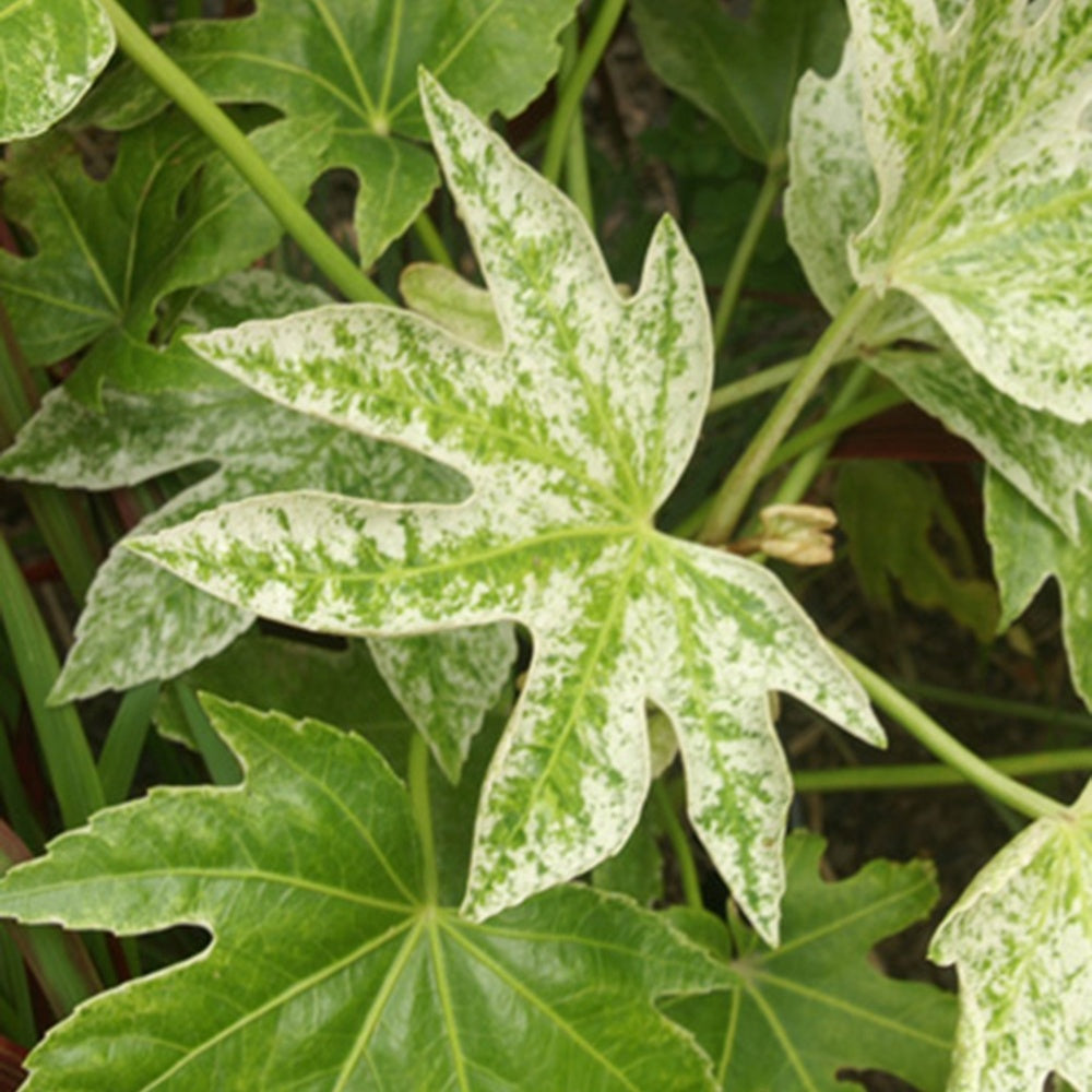 Vingerplant 'Spider Web' - Fatsia japonica spider web