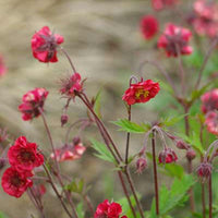 Geum 'Flames of Passion'® - Geum flames of passion ® - Tuinplanten