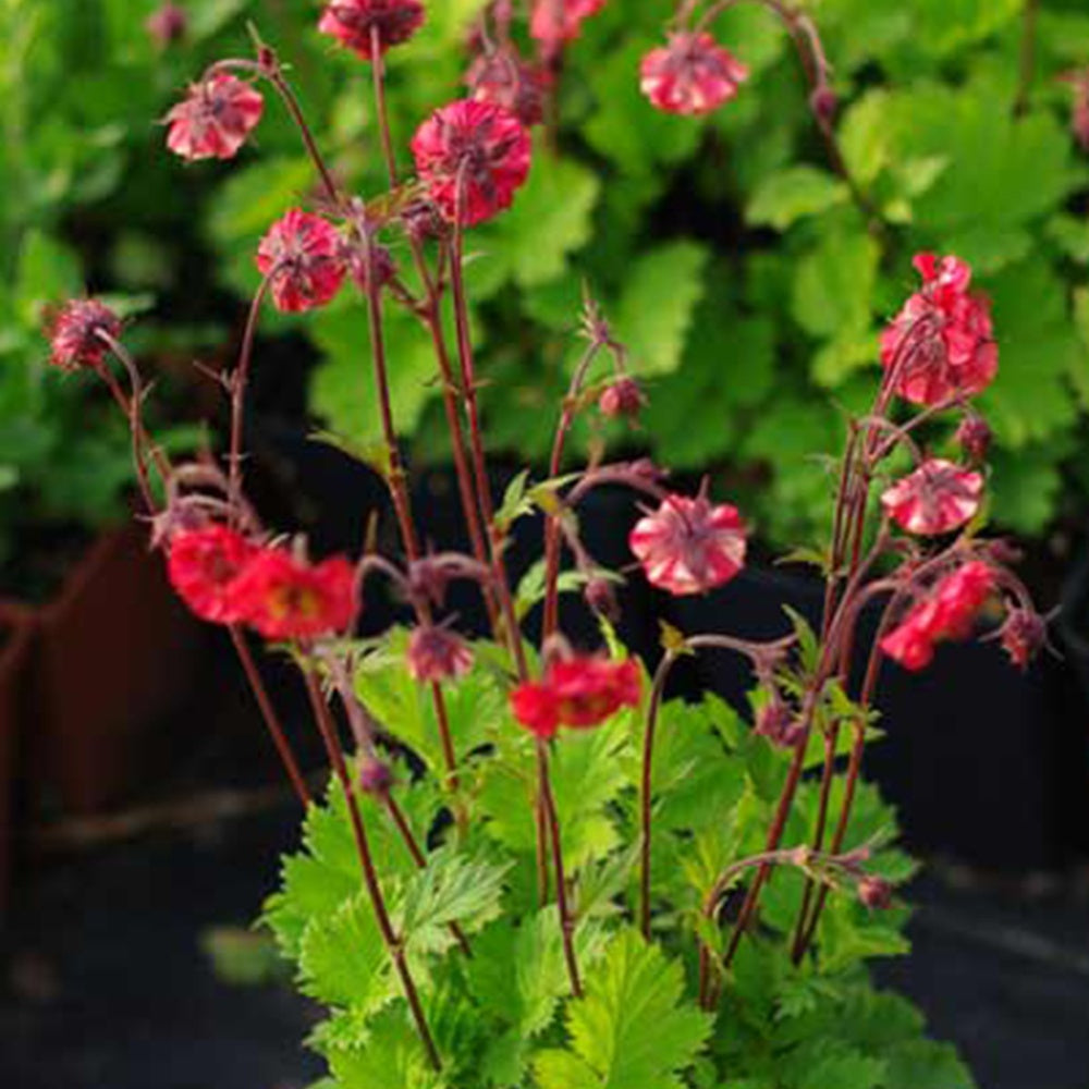 Geum 'Flames of Passion'® - Geum flames of passion ® - Heesters en vaste planten