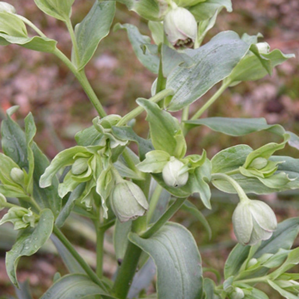 Stinkend nieskruid - Helleborus foetidus - Terras- en balkonplanten