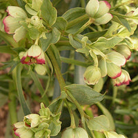 Stinkend nieskruid - Helleborus foetidus - Perkplanten