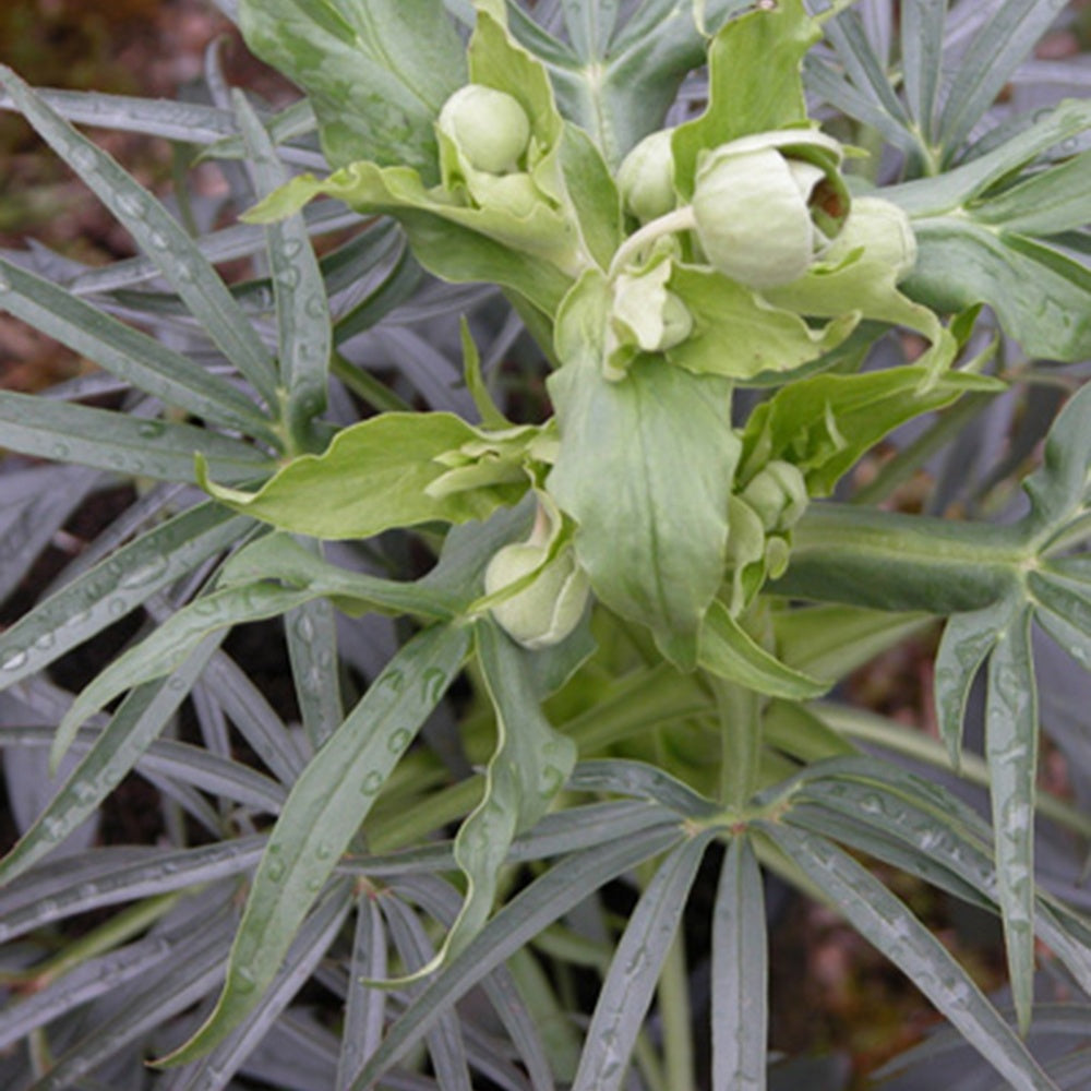 Stinkend nieskruid - Helleborus foetidus - Helleborussen