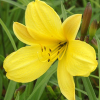 Daglelie 'Corcy' - Hemerocallis corky - Heesters en vaste planten