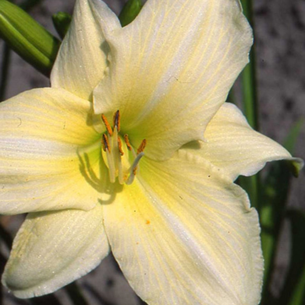 Daglelie 'Iron Gate Glacier' - Hemerocallis iron gate glacier - Bakker