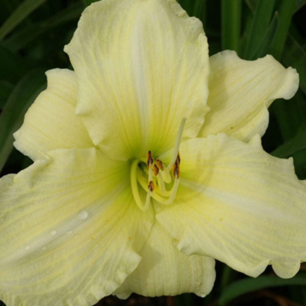 Hemerocallis iron gate glacier - Daglelie 'Iron Gate Glacier' - Hemerocallis - Daglelie