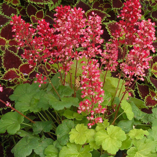 Purperklokje 'Sweet Tart' - Heuchera sweet tart - little cutie series - Heesters en vaste planten