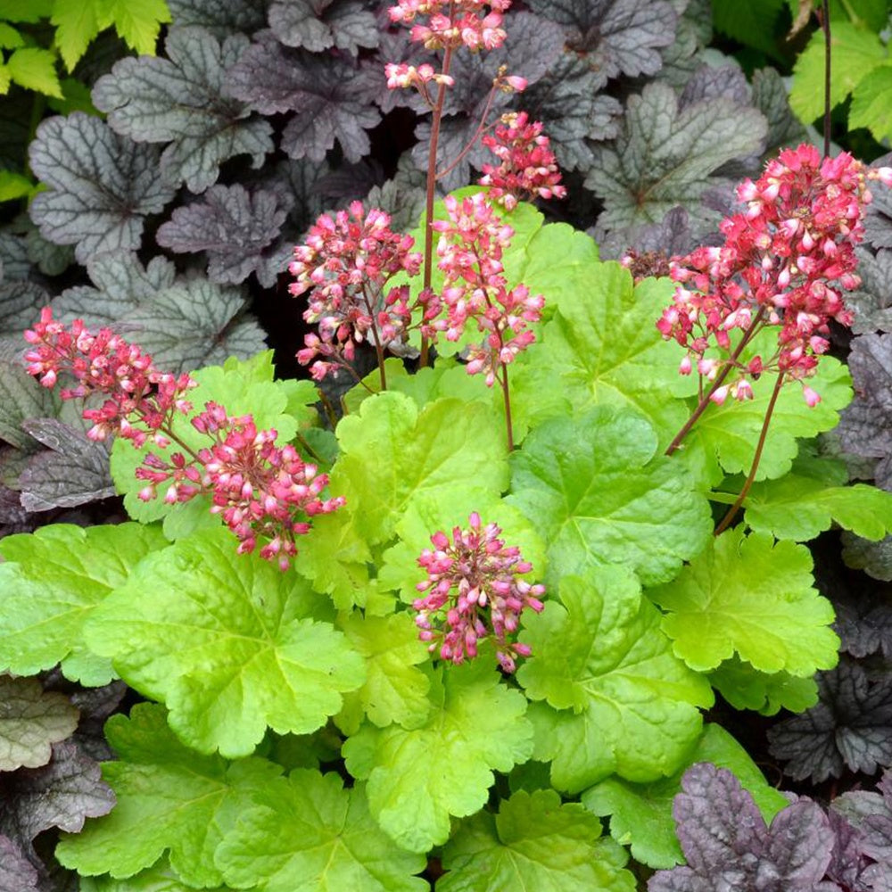 Purperklokje 'Sweet Tart' - Heuchera sweet tart - little cutie series - Vaste planten