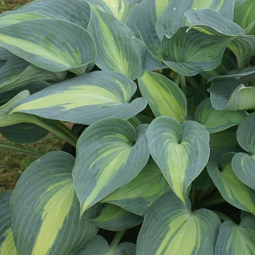 Hartlelie 'Catherine' - Hosta catherine - Bakker