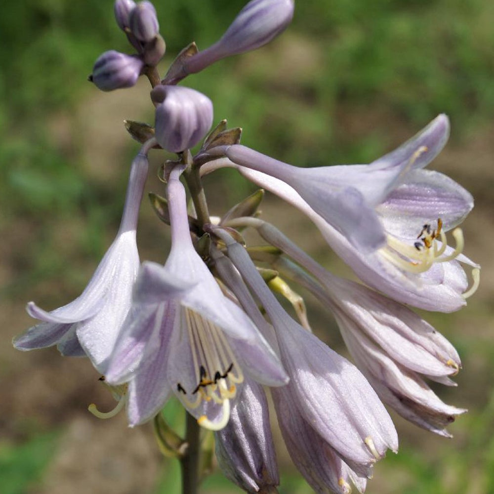 Hosta catherine - Hartlelie 'Catherine' - Hosta - Hartlelie