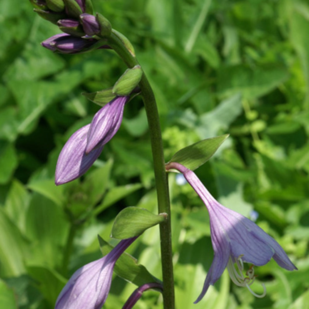 Hartlelie - Hosta elata - Heesters en vaste planten