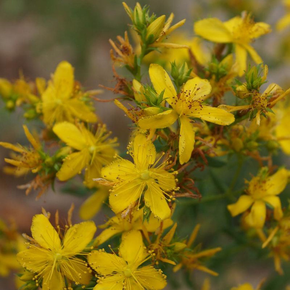 Sint-Janskruid - Hypericum perforatum - Tuinplanten