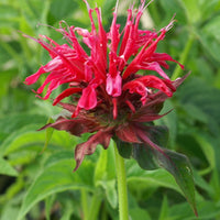 Bergamotplant - Monarda mahogany - Vaste planten