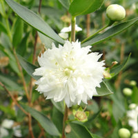 Mirthe 'Flore Pleno' - Myrtus communis flore pleno - Heesters en vaste planten