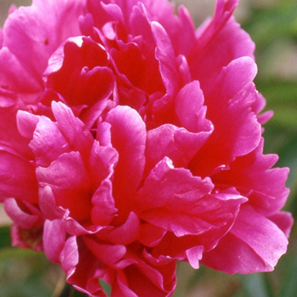 Pioenroos 'Félix Crousse' - Paeonia felix crousse - Tuinplanten