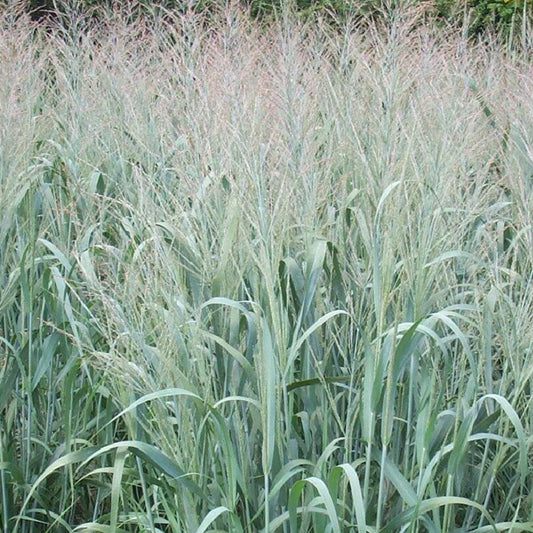 Panicum virgatum dallas blues - Vingergras 'Dallas Blue' - Vingergras